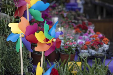 Rüzgar gül renkli. Close. bulanık arka plan