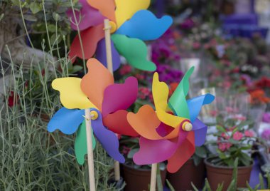 Rüzgar gül renkli. Close. bulanık arka plan