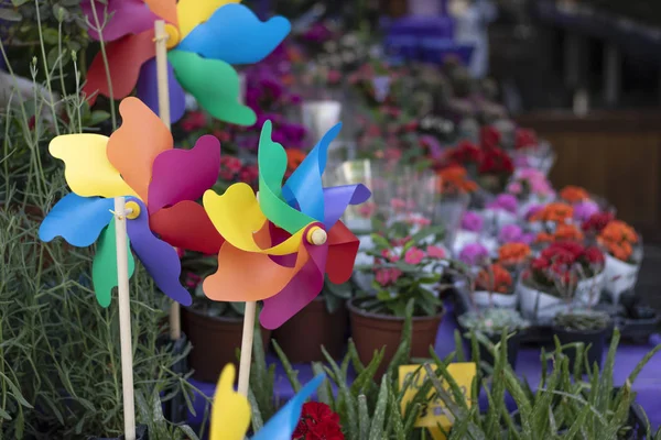 Rüzgar gül renkli. Close. bulanık arka plan