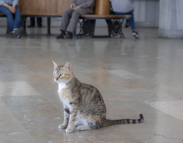 Penas de gato consiste em padrões brancos amarelos e cinzentos . — Fotografia de Stock