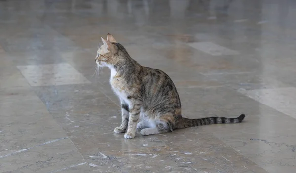 Gato sentado no chão olha para algum lugar cuidadosamente . — Fotografia de Stock