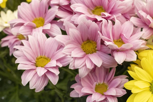 Variëteiten Van Marguerite Flower Geel Roze Wit — Stockfoto