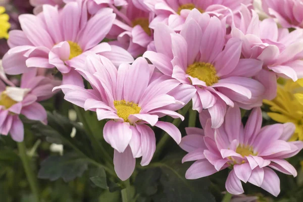 Sorten Von Margeritenblüten Gelb Rosa Weiß — Stockfoto