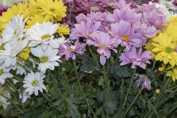 Sorten Von Margeritenblüten Gelb Rosa Weiß — Stockfoto