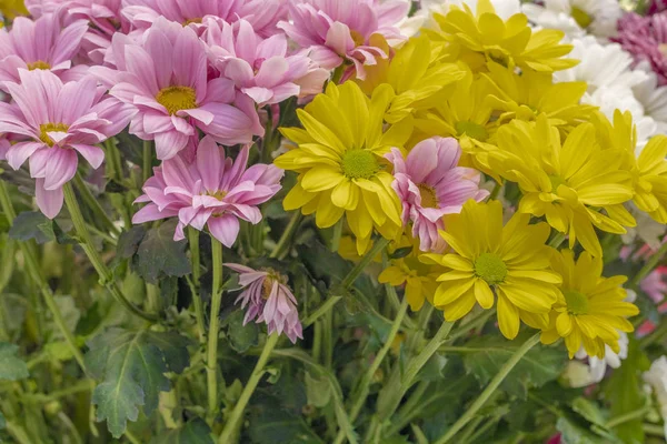 Sorten Von Margeritenblüten Gelb Rosa Weiß — Stockfoto