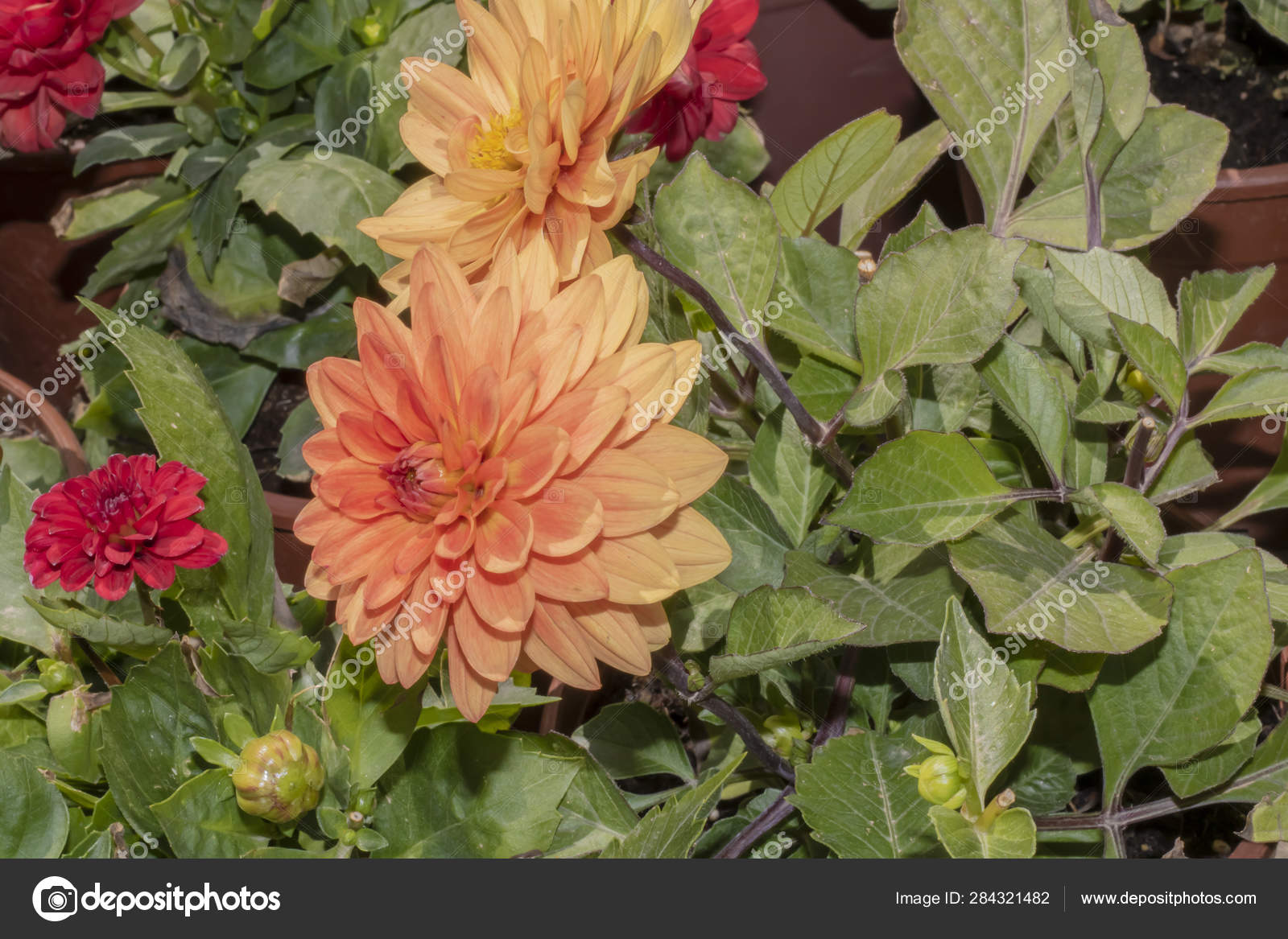 Close Garden Dahlia Flower Colors Green Leaves Orange Red Tones Stock Photo C Canerciftci 284321482