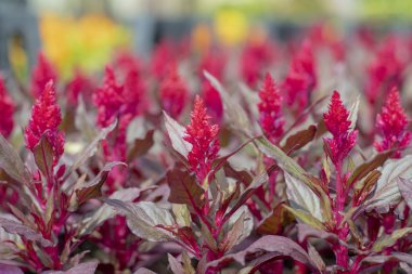 Cockscomb çiçek kapatın. Bulanık arka plan. Kırmızı ve mor renkler.