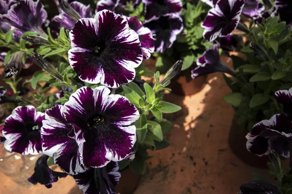 Primer Plano Planta Púrpura Petunia Amore Tienen Patrones Púrpura Blanco —  Fotos de Stock