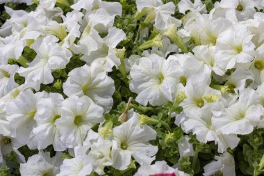 Beyaz hibrid petunya bitkisi. Beyaz renkler. Yeşil yaprakları var..