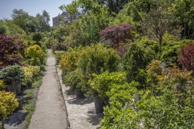 Botanik pazarının ortasında beton yol. Farklı bitkiler vardır. İlkbaharda çekilen.