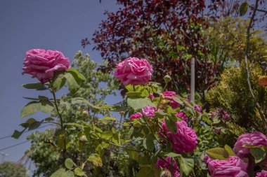 fransız gül çiçeği fotoğraf. Yakın çekim