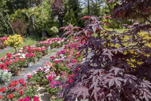 Japanese maple tree in the foreground. Background of flowers of different colors.