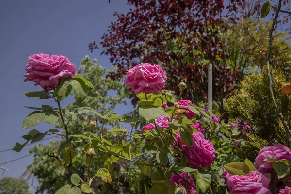 フランスのバラの花の写真 クローズアップ — ストック写真