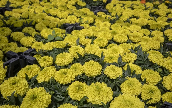 Flower market. flowers arranged in the Box.