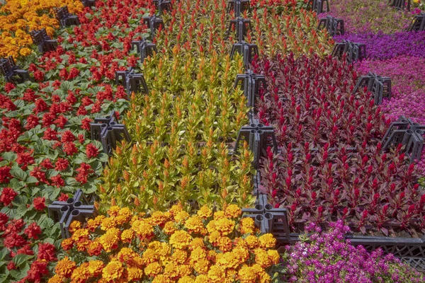 Pasar Botani Berbagai Bunga Peti Pola Dan Warna Yang Berbeda — Stok Foto