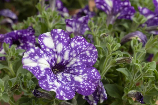 Primer plano de flor de petunia híbrida blanca. filmado en el jardín. Consta de patrones púrpura y blanco . — Foto de Stock