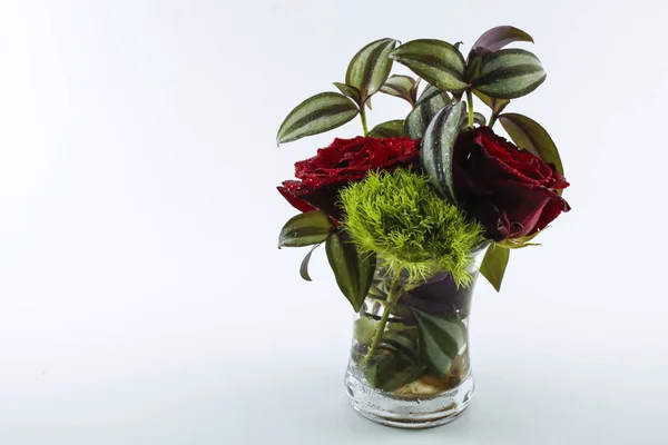 Kırmızı gül ve tradescantia zebrina bitki izole ateş. Bardaktaki su.