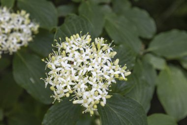 Cornus Alba (Kırmızı havlayan kızılcık) çiçeği ve yaprakları