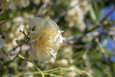 Oleander beyaz bitkinin yakın çekim