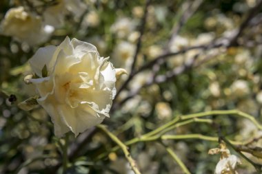 Oleander beyaz bitkinin yakın çekim