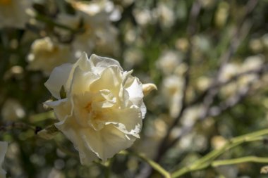 Oleander beyaz bitkinin yakın çekim