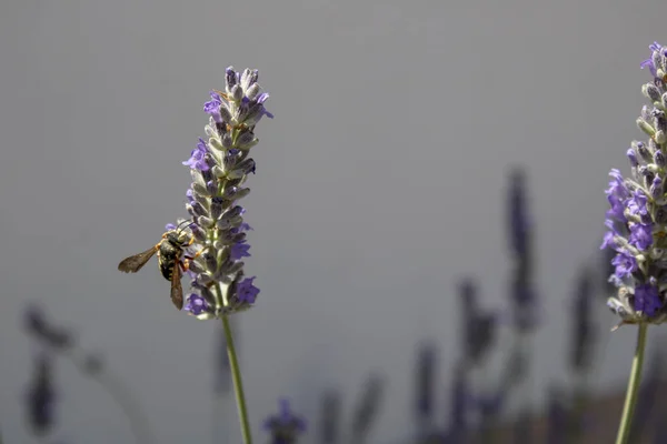 Pszczoła miodna jest na Bliskim strzelać z Lavandula angustifolia roślina. — Zdjęcie stockowe