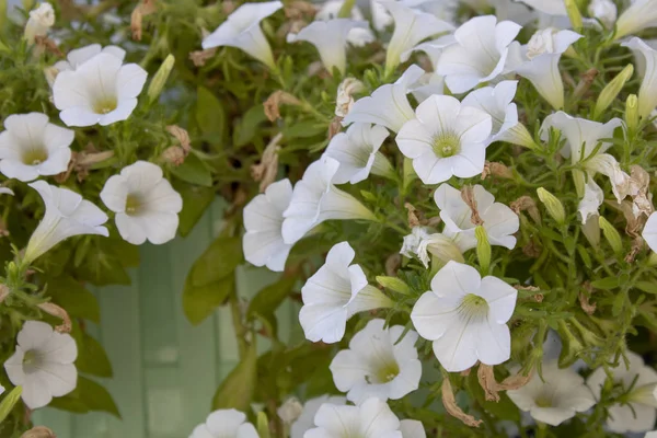 Acercamiento brote de planta de petunia híbrida blanca. Flor colorida en blanco .Close-up . —  Fotos de Stock