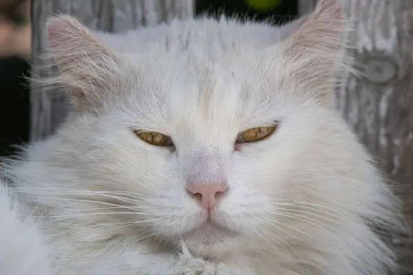 Cara de gato branco close-up. Olhos sonolentos olhando para cam ... — Fotografia de Stock