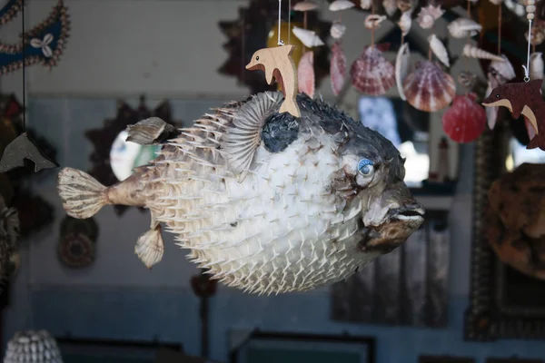 El pez globo se vende de manera ornamental. En el fondo hay ornamentos hechos de conchas marinas. Fue tomada en la tienda de recuerdos. Fue tomada en la isla de Cunda en Ayvalik . — Foto de Stock