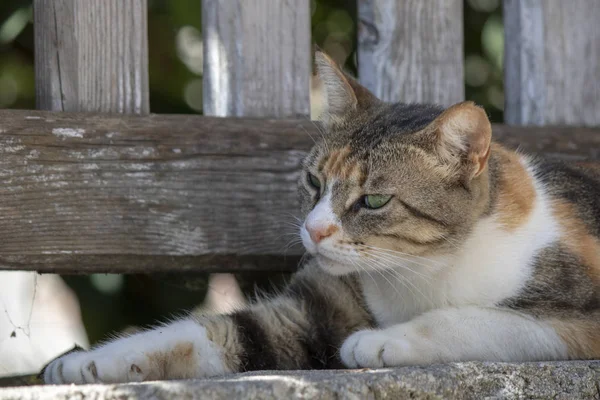 Cat arca közelről. Álmos szemek keres — Stock Fotó