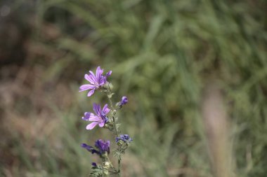 Malva pusilla bitkisinin yakın çekim.