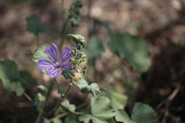 Malva pusilla bitkisinin yakın çekim.