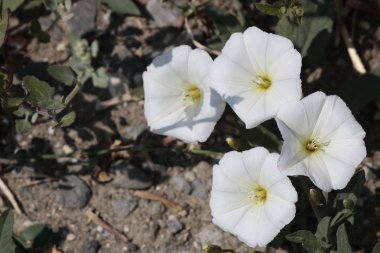 Hedge yanlış Bağlama tesisi yakın çekim.