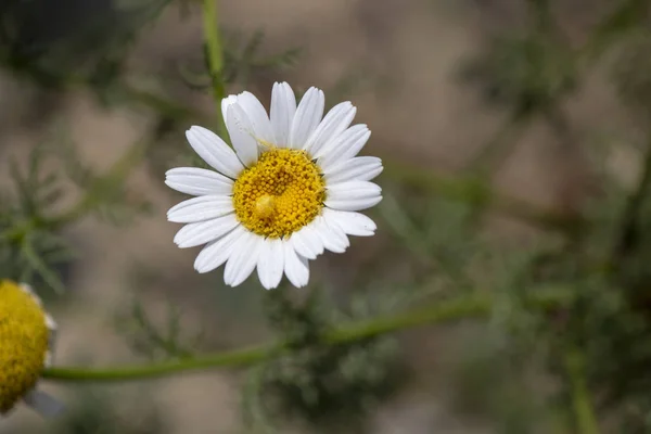 Close-up shot van madeliefjes. Het heeft witte bloemblaadjes en geel centrum. — Stockfoto