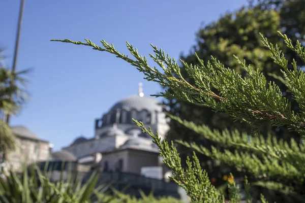Batı kırmızı sedir ağacının dallarının yakın çekim. Arka planda bulanık cami resmi.
