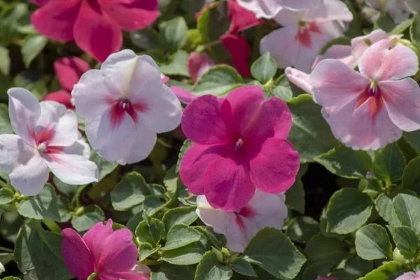 Primer plano de la planta de bálsamo de jardín. Flores en colores rosa y blanco. Cerca de allí retiró el plan . — Foto de Stock