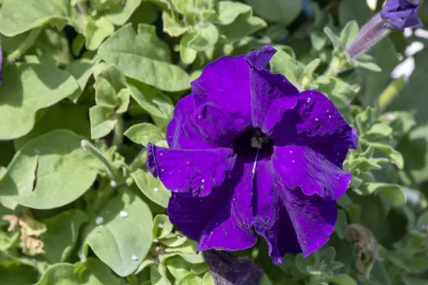 Violetflowers petunia flower in purple color. It was close-up. Right side of the photo. — Stock Photo, Image