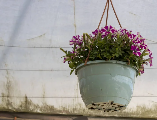 Petunia amore flor colgando en maceta en el mercado botánico. Con patrones blanco y púrpura. El techo en la parte posterior está hecho de tela . —  Fotos de Stock