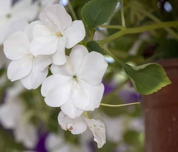 Gros plan pousse de la plante de baume de jardin (Impatiens walleriana). Il a été pris dans des pots de fleurs . — Photo