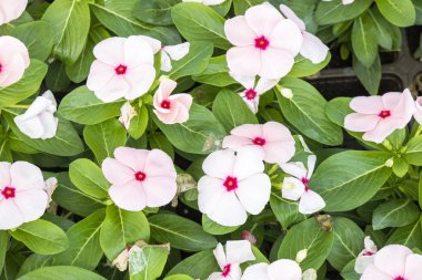 Catharanthus pusillus çiçeğinin yakın çekim.