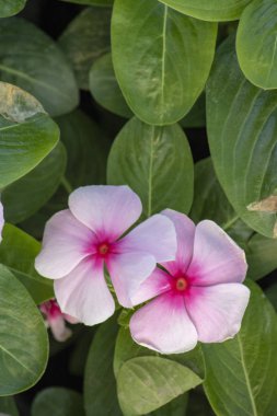 Catharanthus pusillus çiçeğinin yakın çekim.