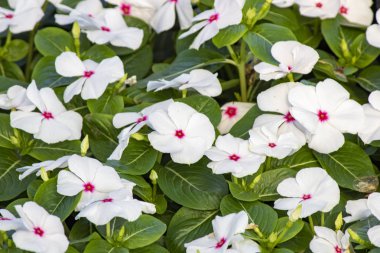 Catharanthus pusillus çiçeğinin yakın çekim.