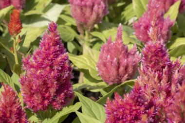Cockscomp (Celosia cristata) bitki yakın çekim. Kırmızı renkte yeşil yaprakları var..