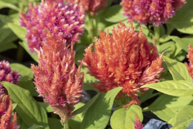 Cockscomp (Celosia cristata) bitki yakın çekim. Kırmızı renkte yeşil yaprakları var..