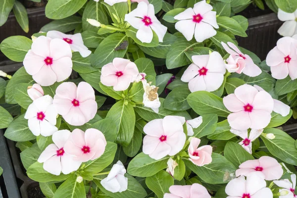 Primer plano de la flor Catharanthus pusillus . —  Fotos de Stock