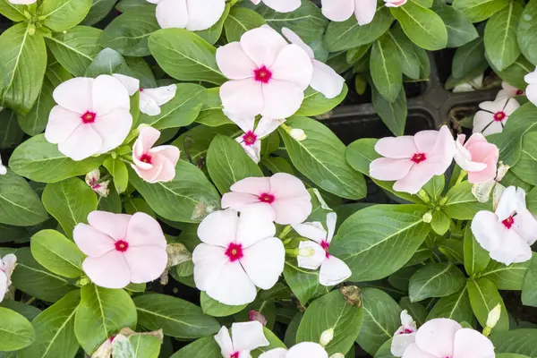 Primer plano de la flor Catharanthus pusillus . — Foto de Stock