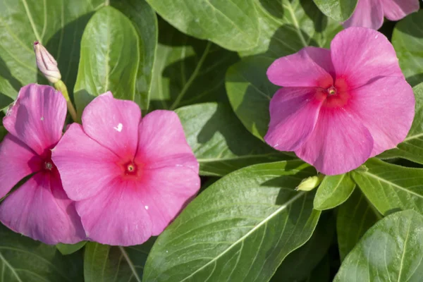 Primer plano de la flor Catharanthus pusillus . — Foto de Stock