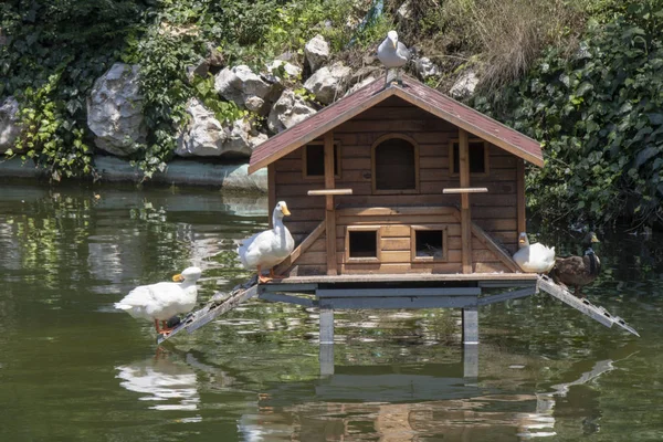 Kleines Haus für Enten in den See gebaut. — Stockfoto