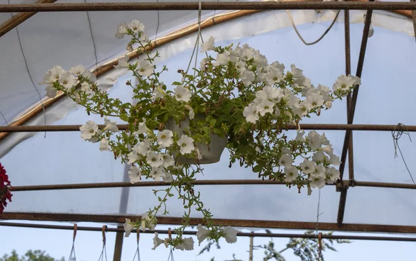 Brote de cerca de Malva trimestris flor blanca . —  Fotos de Stock