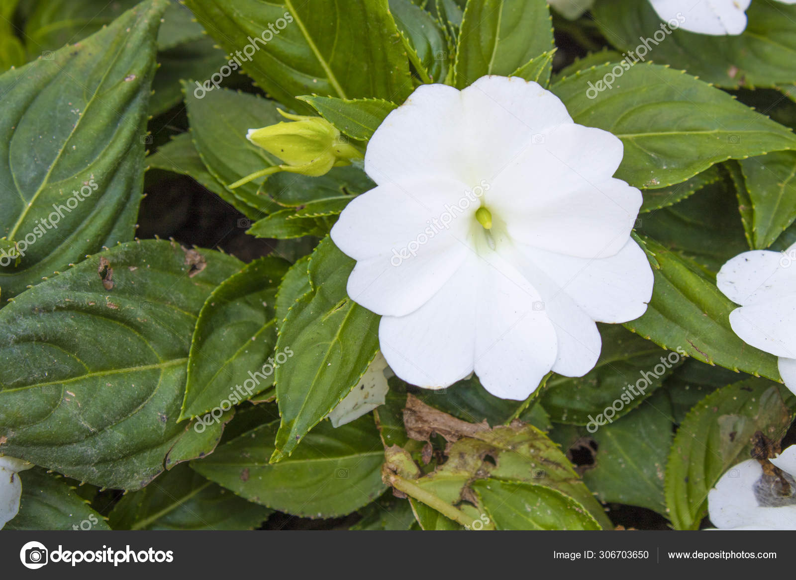 Close-up of New Guinea Impatiens white plant. Stock Photo by ©CanerCiftci  306703650